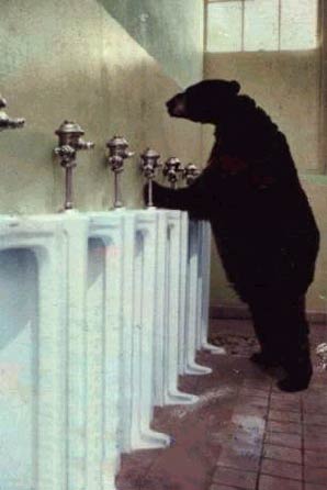 meme les ours !